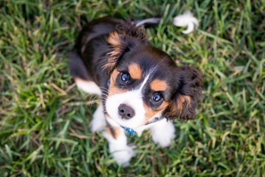 Puppy dog allergies