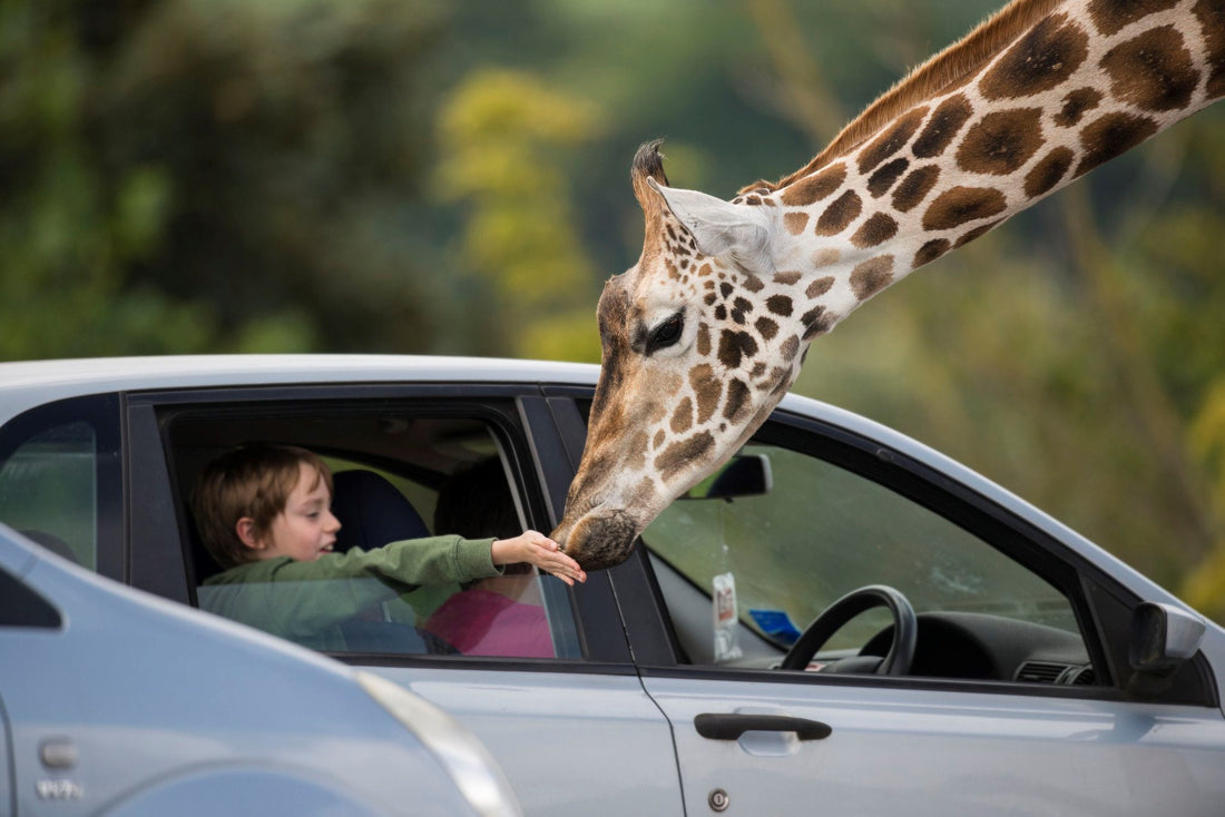 The Best Autumn Family Attractions in the UK