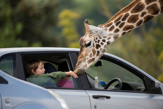 The Best Autumn Family Attractions in the UK